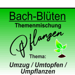 Umzug Umtopfen Umpflanzen - Pflanzen